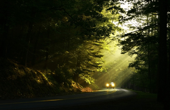 light shining through the trees in the woods