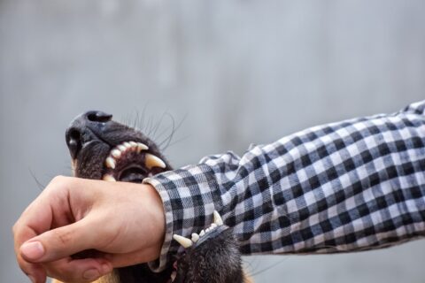 A male German shepherd bites a man by the hand.